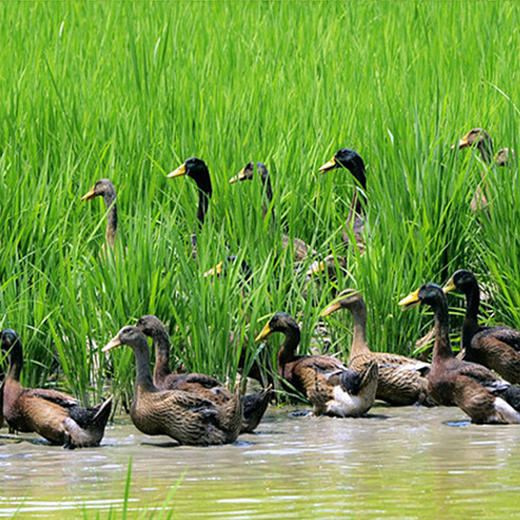 【科技特派员李经勇推荐】高山稻田老鸭 肉紧 骨细皮薄 肉汁香醇 汤味滋补 商品图4