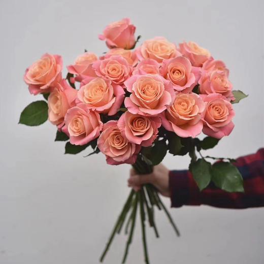 昆明发货昆明优质玫瑰猪小姐橘色渐变910枝