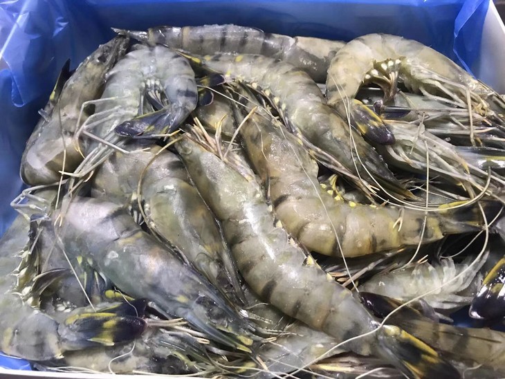 马来西亚活冻黑虎虾顺丰到付