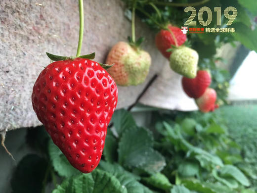 第7年＃有机基地丹东红颜久久，国内仅有的出口有机种植基地，新加坡同步上架，色泽艳丽，口感清甜，草莓味浓郁，优秀的草莓 商品图5