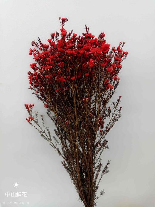 腊梅红色大花 - 哈尔滨中山鲜花批发