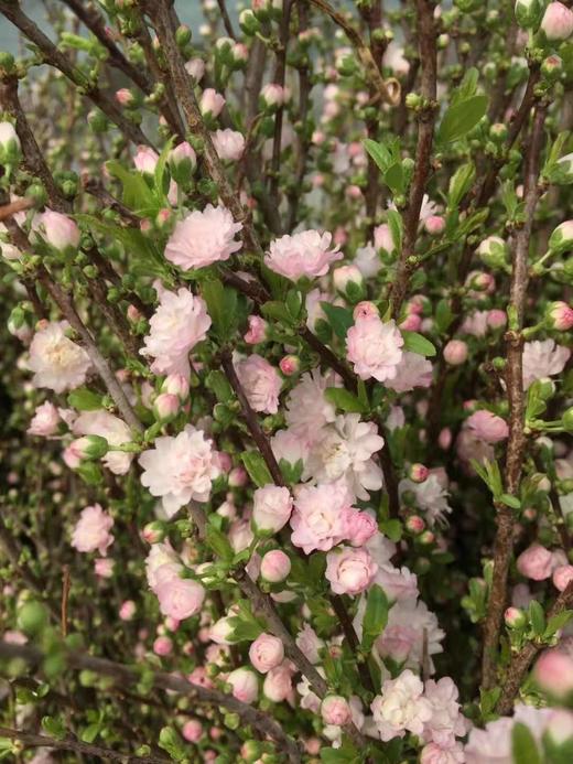 【希望 纯洁】珍珠李 粉色  约10枝/扎 商品图9