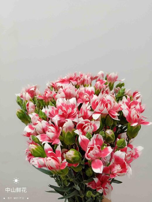 多康红色星太子