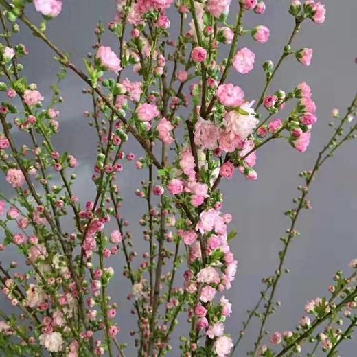 【希望 纯洁】珍珠李 粉色  约10枝/扎 商品图8