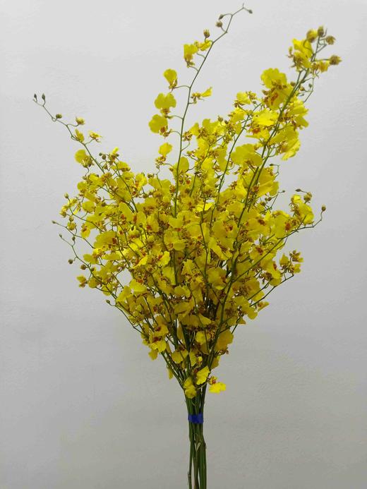 跳舞兰 - 哈尔滨中山鲜花批发