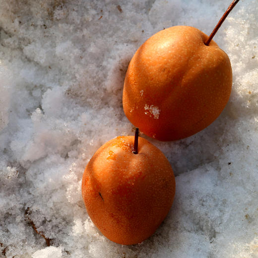 爱心助农_20年老树小糖梨_ 脆甜多汁适合做糖梨水5斤