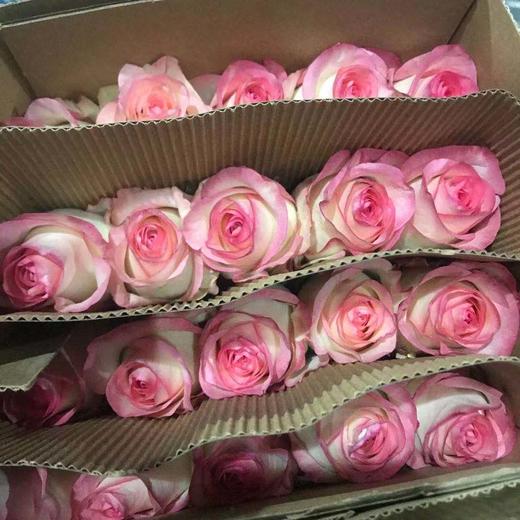 爱莎 B级65Cm 商品图0