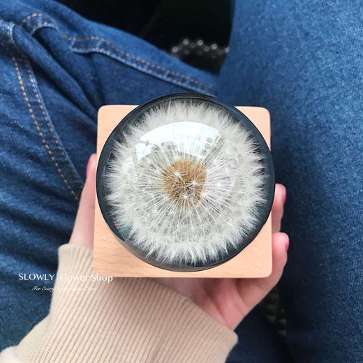 天然蒲公英永生花 商品图5