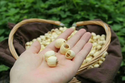 建宁白莲子500克 商品图4