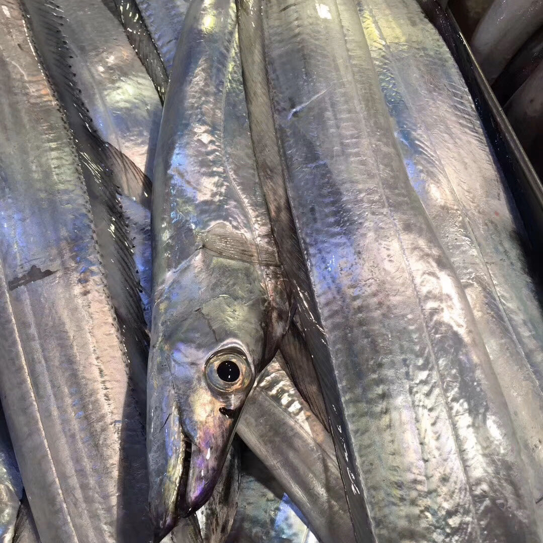 礼品佳选东山岛野生带鱼礼品装鱼香肉嫩肉厚而不柴1箱约7条至8条10斤