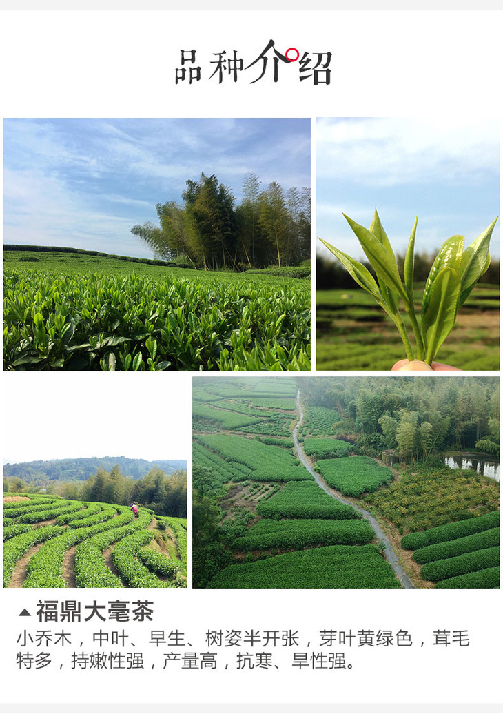 大家系列丨珏贡眉2019年350g饼