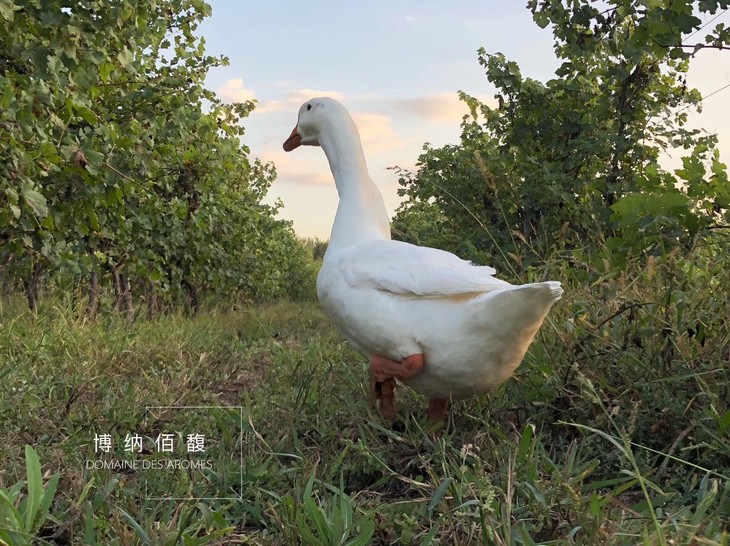 博納佰馥|2019年份 | 乾紅葡萄酒 - 博納佰馥酒莊