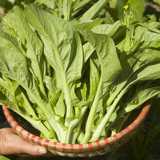 新鲜白菜苔 商品图3