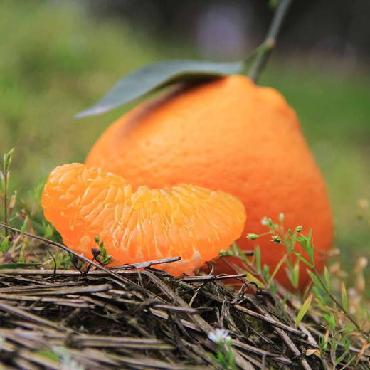 春见粑粑柑五斤装(请单独拍下)