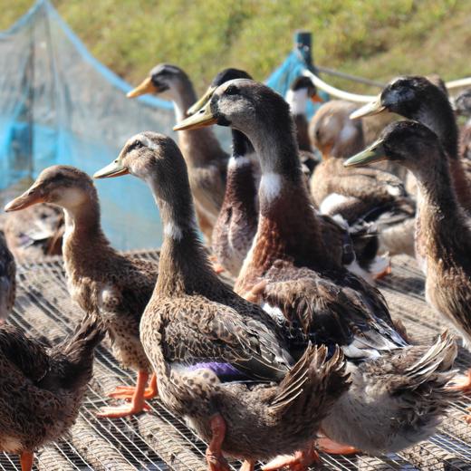 生态鸭（冷冻15天以上） | 绿家自产* Eco-white duck | Self-production 商品图1