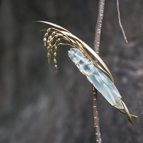 「蝉」翡翠蝉黄金胸针（仅现货）