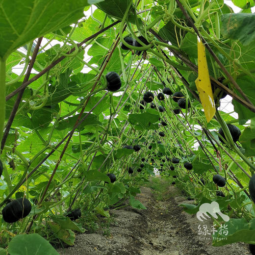 生态贝贝南瓜礼盒 | 绿家自产*Eco-baby pumpkin | Self-production 商品图3
