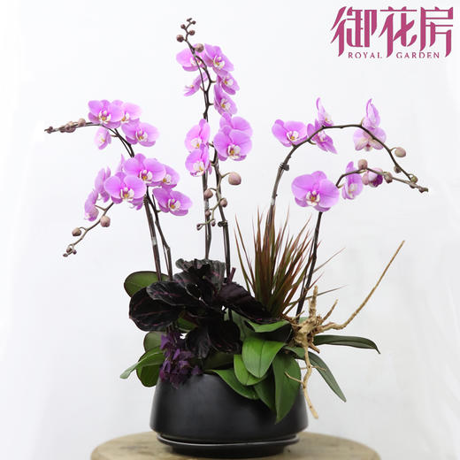 瑞鼠运财 · 盆栽（含花盆） 商品图0