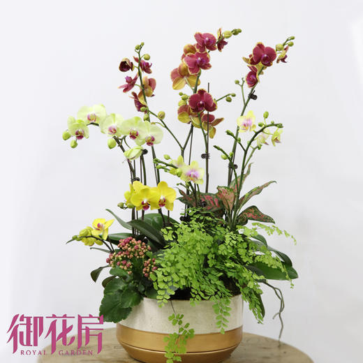 瑞鼠运财 · 盆栽（含花盆） 商品图2