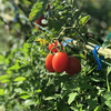 茂名电白千禧小番茄 2/4斤装 （48-72小时发货 下雨推迟） 商品缩略图9