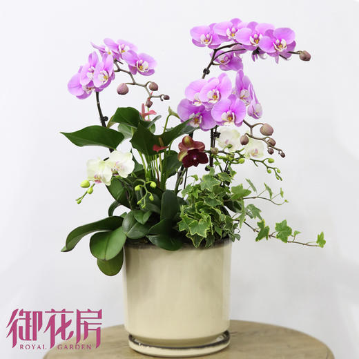 瑞鼠运财 · 盆栽（含花盆） 商品图1