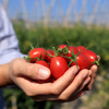 茂名电白千禧小番茄 2/4斤装 （48-72小时发货 下雨推迟） 商品缩略图8