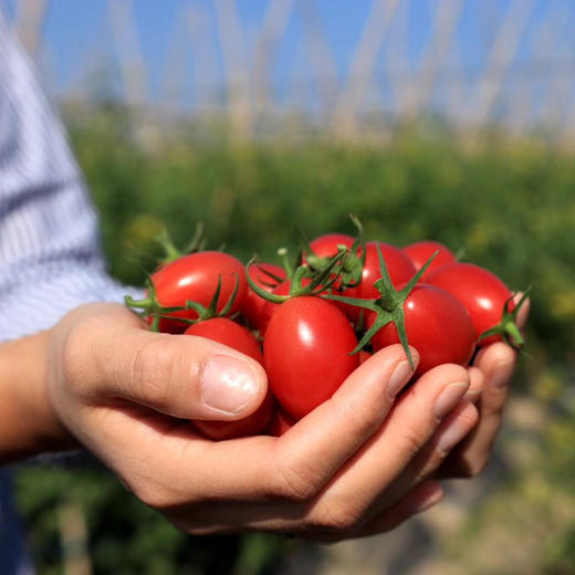 茂名电白千禧小番茄 2/4斤装 （48-72小时发货 下雨推迟） 商品图8