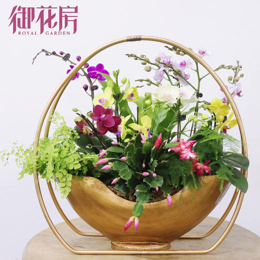 金鼠进宝 · 盆栽（含花盆） 商品图1