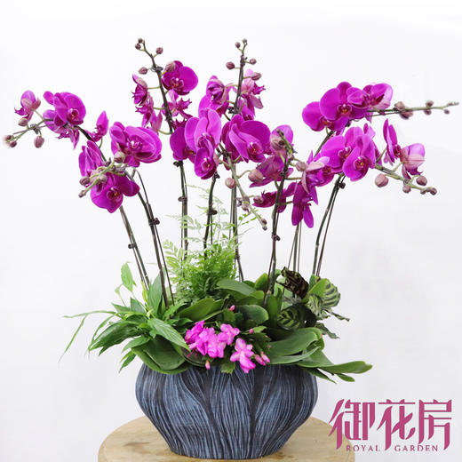 瑞鼠运财 · 盆栽（含花盆） 商品图3