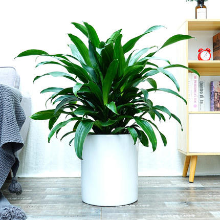 三头青叶也门铁