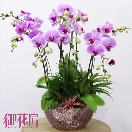 瑞鼠运财 · 盆栽（含花盆） 商品图4