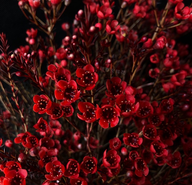 正月十五 预售2月11号到货 红色腊梅一扎 0.3kg 花期长