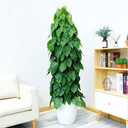 青苹果(杏叶藤)