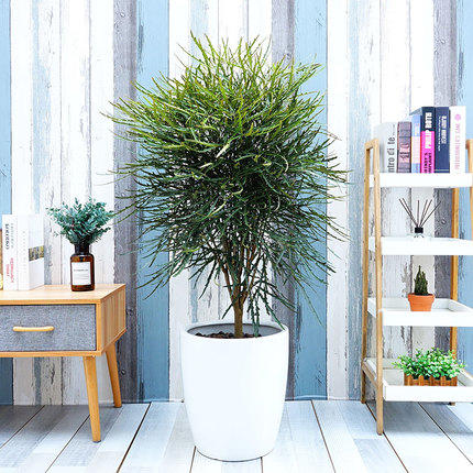 孔雀木 - 三棵树园艺