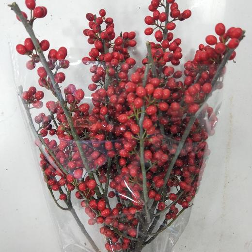 配花-国产冬青 商品图0