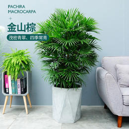 细叶金山棕竹 - 三棵树园艺