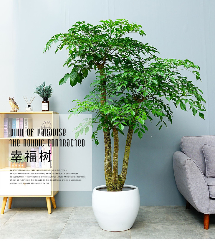 特大型多叉幸福树