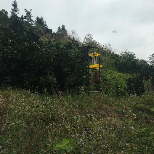 【农场直邮】有机脐橙丨10斤/20斤（赣州） 商品图2