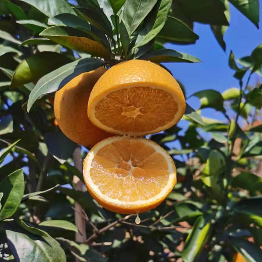 【农场直邮】有机脐橙丨10斤/20斤（赣州） 商品图1