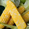 云南高原水果玉米   5/8斤 商品缩略图8