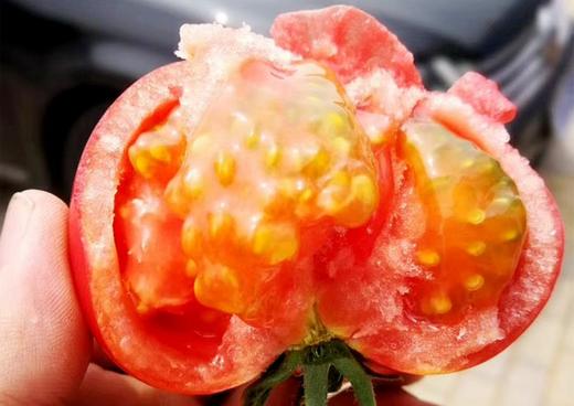 【口感好】黄金籽西红柿 老品种自然熟番茄 籽粒饱满 儿时味道！自然成熟慢，天气渐冷、西红柿个头小，介意的家人们勿拍！！！ 商品图0