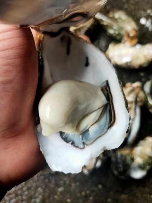 鲜活大生蚝约200一250g/1个// 商品图0