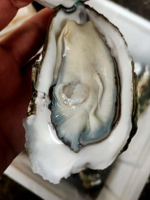 鲜活大生蚝约200一250g/1个// 商品图1