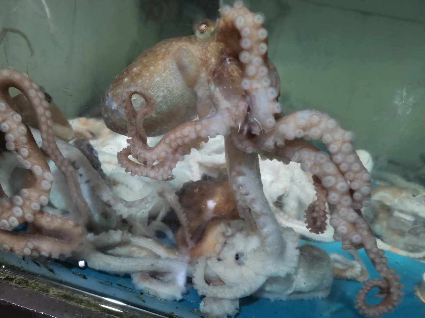 活的八爪鱼，1斤装