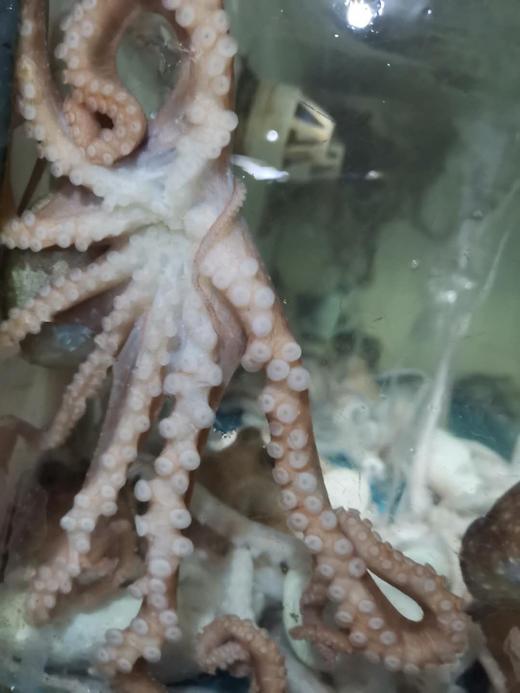 活的八爪鱼，1斤装 商品图1