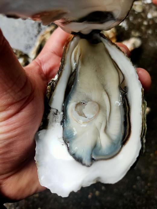 鲜活大生蚝约200一250g/1个// 商品图2