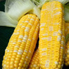 云南高原水果玉米   5/8斤 商品缩略图7