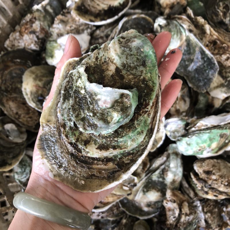 妈鲜乐精选大蚝之乡--潮汕地区饶平汫洲的特产生蚝,为大家开启一次