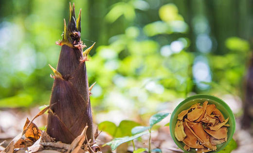 【云燕优品】福宝原始森林野生笋干 商品图3