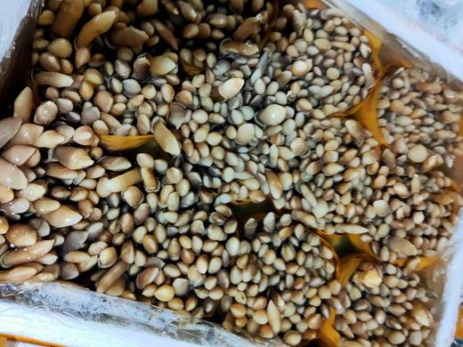 鲜活圣子王 商品图1